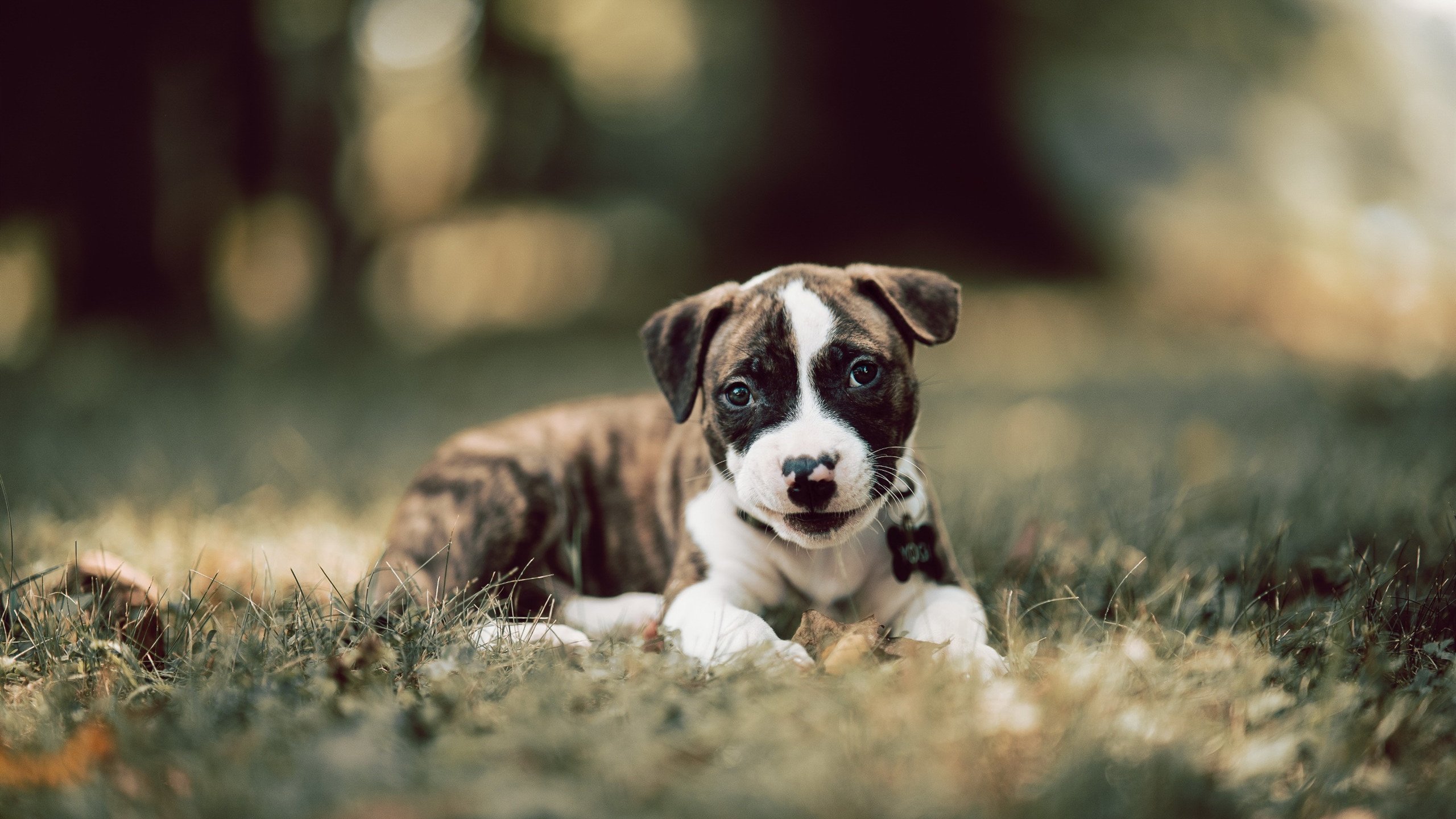 冰与火的交响，当瑞典的冷静刺穿毕尔巴鄂的热情，阿劳霍在德甲图腾柱上镌刻传奇