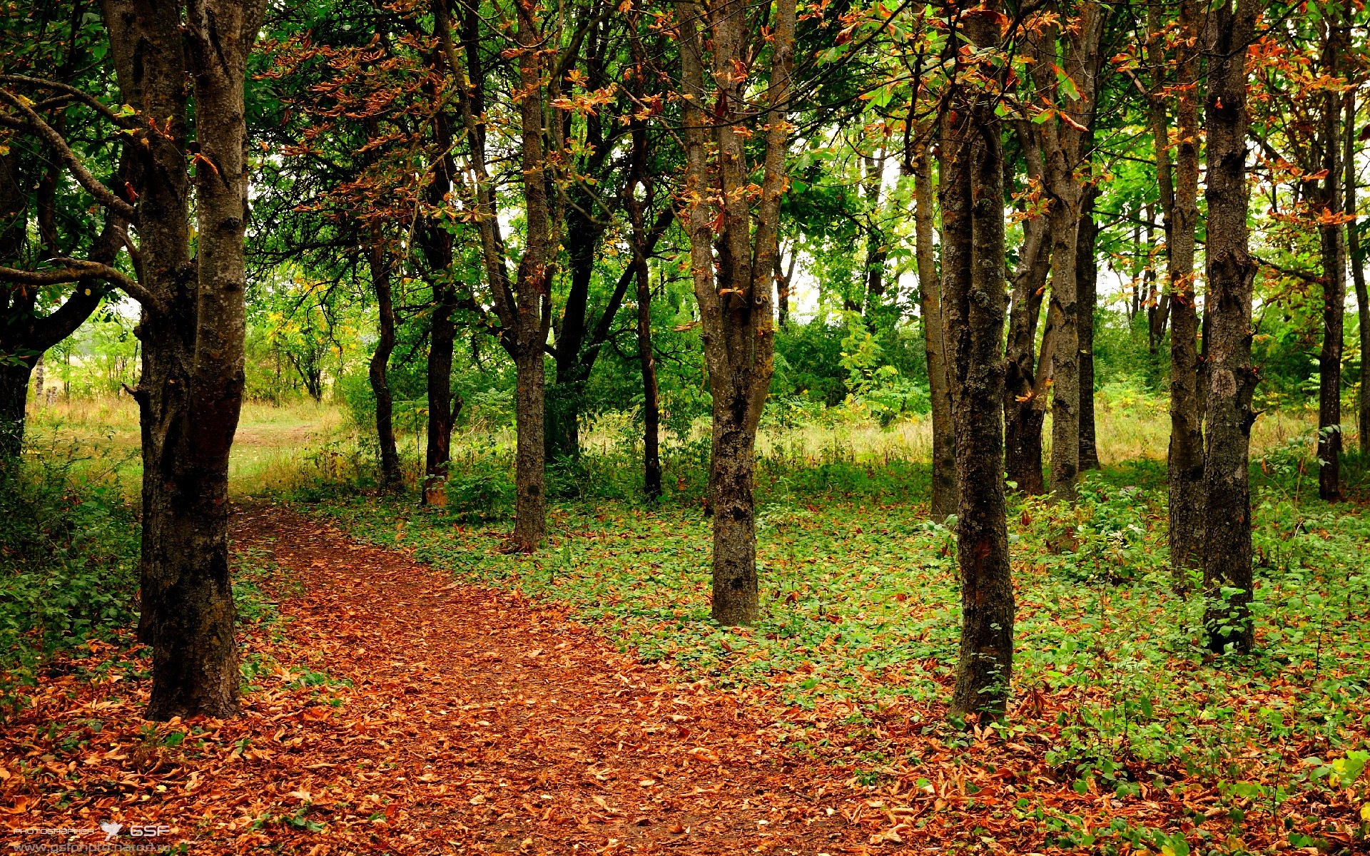 唯一性税，黄蜂的野蛮生长与利拉德的终极法则