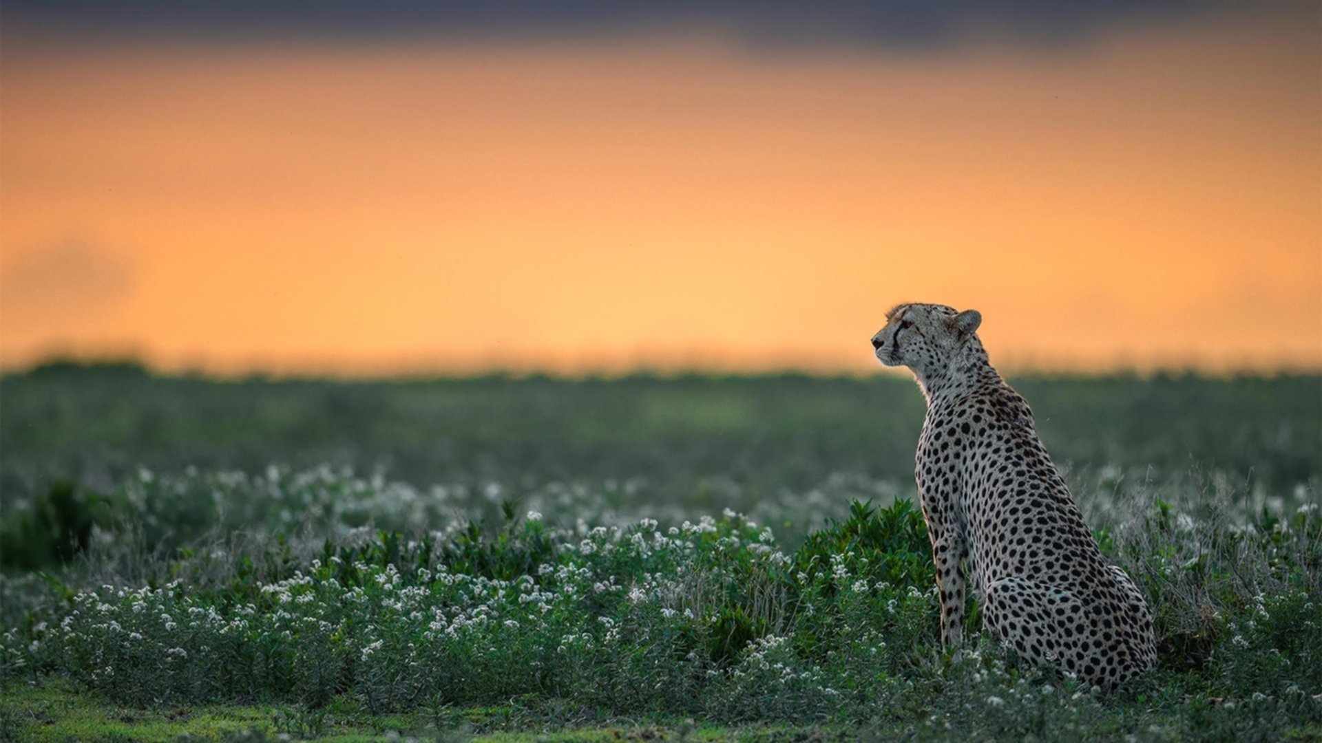 跨界风云，浙江队客场力克步行者，欧文F1揭幕战上演速度与激情