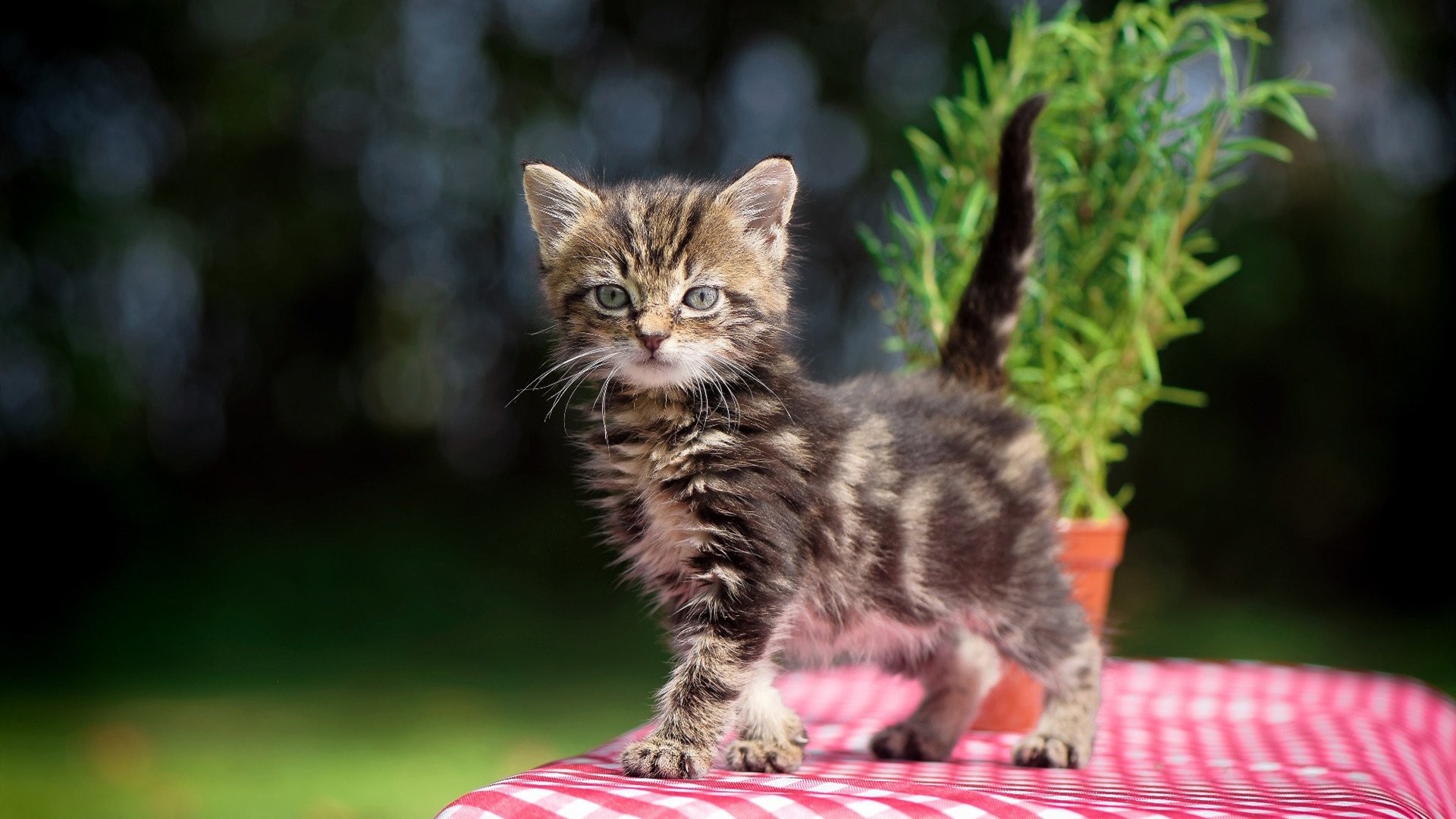 德黑兰的孤勇者,塔雷米如何用一己之力,在2026世界杯C组悬念中刻下伊朗印记