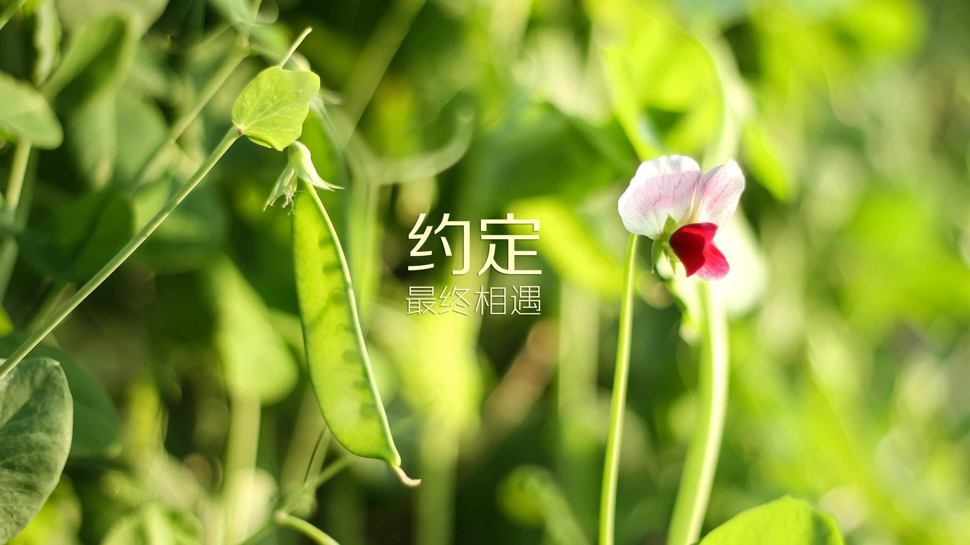 颠覆剧本的强强对话,当布罗佐维奇用唯一性定义奥地利与阿联酋之战
