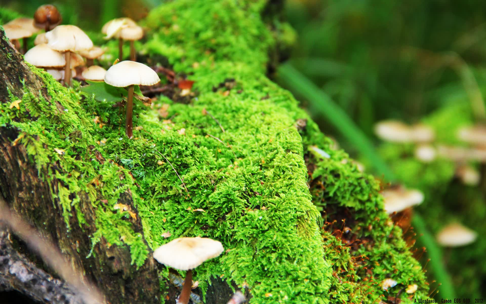 唯一的咏叹调,当贝林厄姆的月光,照亮加纳绝杀的黑星时刻